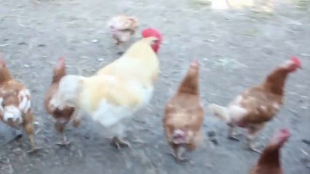 Kasachstan Movie смотреть онлайн