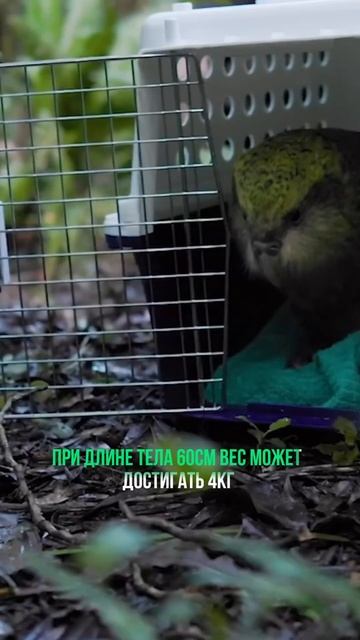 Какапо - единственный не летающий попугай в мире🤩 #попугай #интересно #фактывидео #наука #обучение смотреть онлайн