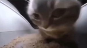 12 ЧАСОВ ЧИПИ ЧИПИ ЧАПА ЧАПА