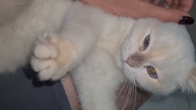 Британская золотая голубая шиншилла поинт мальчик Свободен, 5мес ay1233 смотреть онлайн
