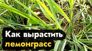 Как  вырастить лемонграсс  в Сибири Урае и Дальнем Востоке - выращивание на даче лемонграсса