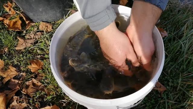 Зарибяване на езерото "Баба Яга" в лесопарк Липник (Текето) част 1 смотреть онлайн