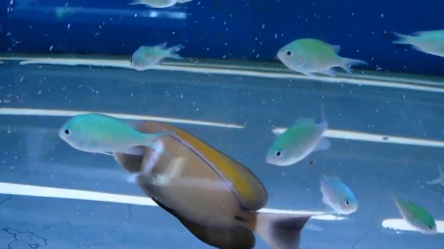 Acanthurus_bariene.MP4