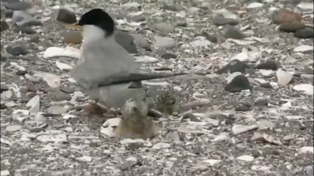 CUTE BIRD LITTLE TERN (STERNULA ALBIFRONS) смотреть онлайн