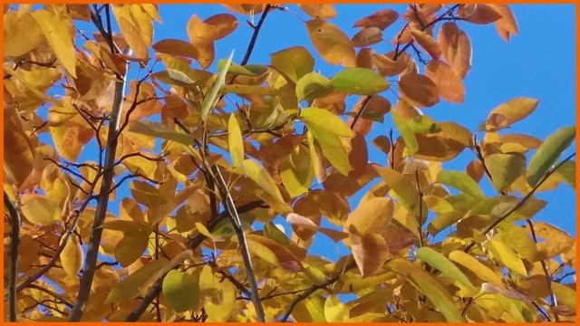 Autumn Leaves And Classic Music