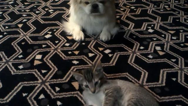 Violent Kitty puts the smack down on Lou dog смотреть онлайн