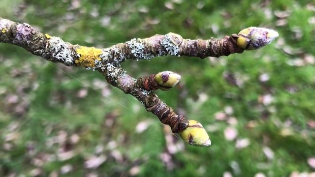 Whitebeam - twigs & buds - October 2021 смотреть онлайн