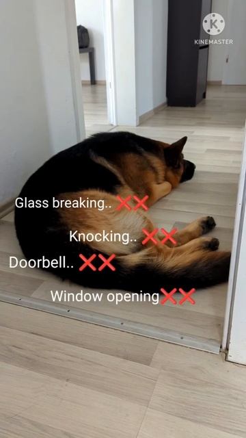 Alert German shepherd dog never sleeps #shorts #funnydog #cutedog #germanshepherd #germansheperddog смотреть онлайн