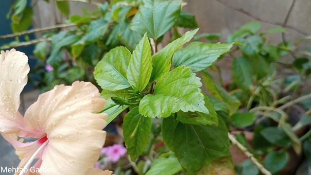 How To Care Hibiscus Plant At Home || Hibiscus Plant Gardening Hacks || Hibiscus May June Care Hind