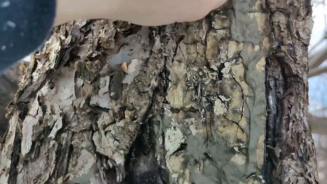 И снова лак бальзам искусственная кора и садовый вар смотреть онлайн