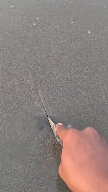 Berburu kerang di pantai #kerang #shell смотреть онлайн