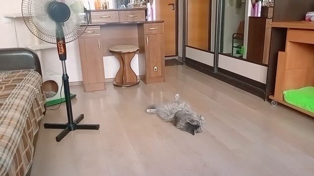 Филя изнывает от жары.В Челябинске понижение t + 26.#cat смотреть онлайн