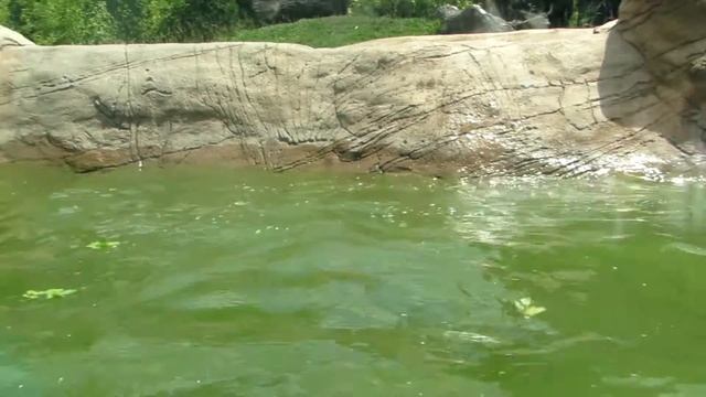 Feeding of river wolf at Budapesht zoo смотреть онлайн