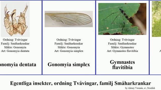 Egentliga insekter, ordning Tvåvingar, familj Småharkrankar dicranomyia gynoplistia erioptera sera смотреть онлайн