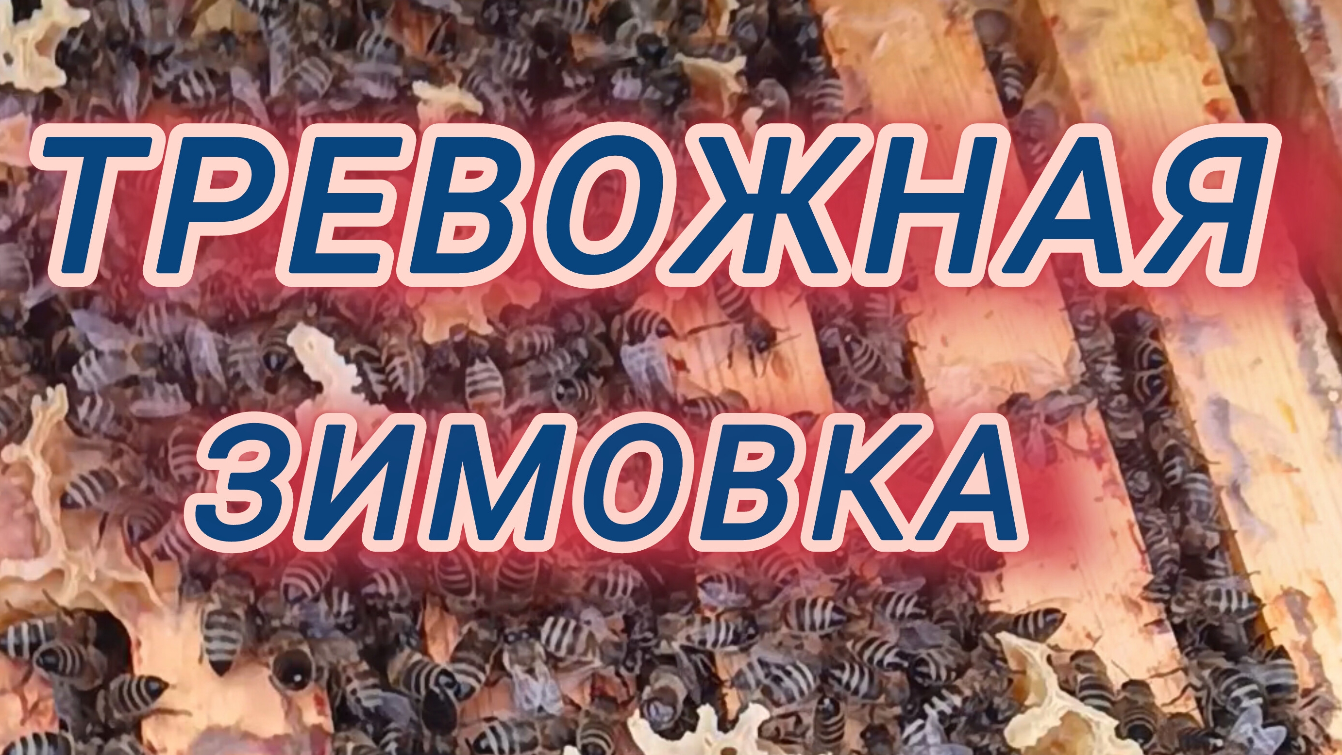 Тревожная зимовка смотреть онлайн