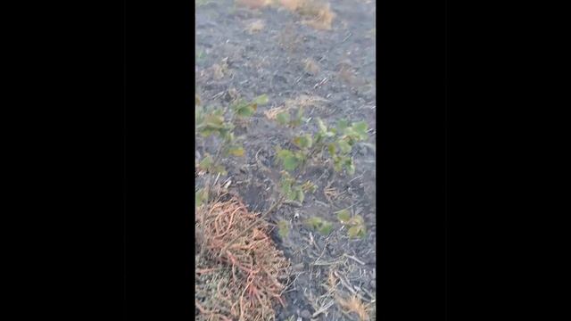 Фундук! Відповіді на коментарі! Дякую кожному за зворотню відповідь! Разом до врожаїв!#фундук#2023 смотреть онлайн