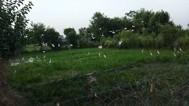 Цапли Вриндавана смотреть онлайн