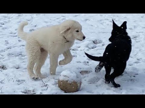 Прогулка Мареммо-Абруццкая овчарка и Немецкая овчарка смотреть онлайн