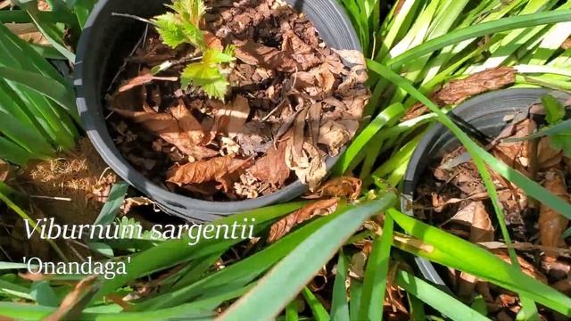 March in a Tennessee Gardener's Garden (Tour) - Yoshino Cherry, Update on Cuttings смотреть онлайн