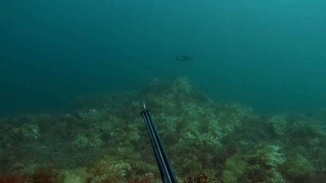 South Australian Spearfishing Titles: A Test of Skill and Endurance! смотреть онлайн