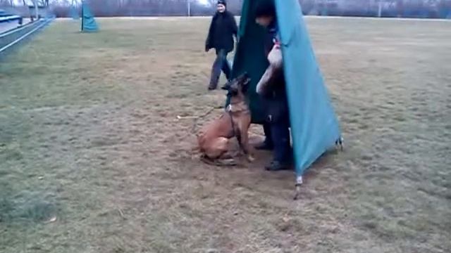 Аттика. Облаивание. смотреть онлайн