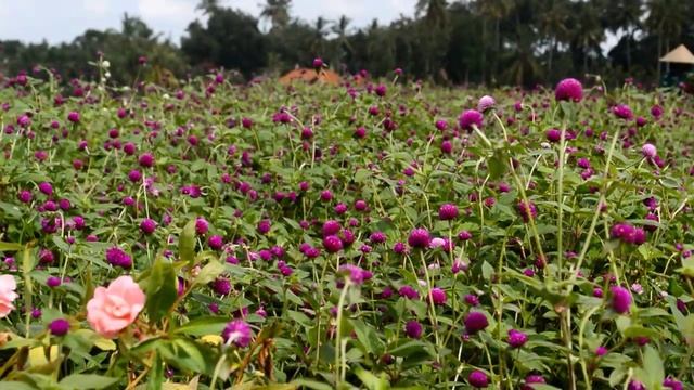 Kebun Bunga Gomphrena globosa / Bunga Kenop #V04 смотреть онлайн