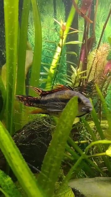 Apistogramma cacatuoides triple red breeding and growing biotope смотреть онлайн