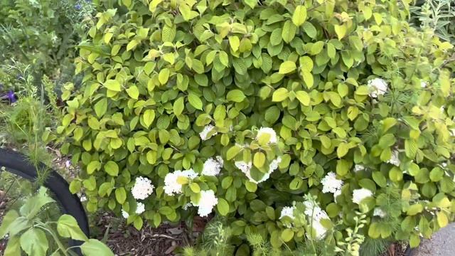 Spring Viburnum Tour смотреть онлайн