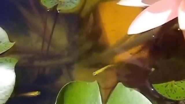 残暑お見舞い申し上げます（睡蓮とめだか） смотреть онлайн