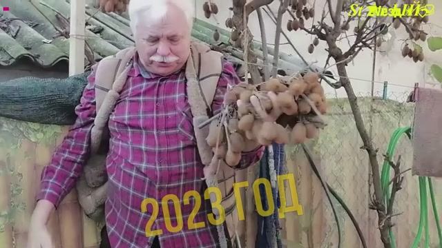 Про мой урожай киви 2024 года
