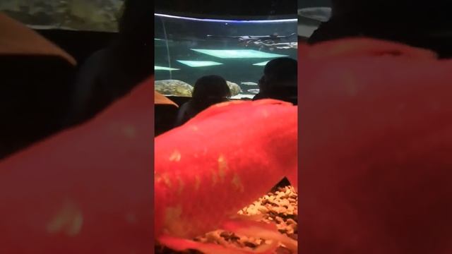 Про рыб смотреть онлайн