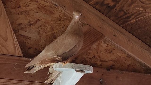 Голубеводоюа желтая голубка смотреть онлайн