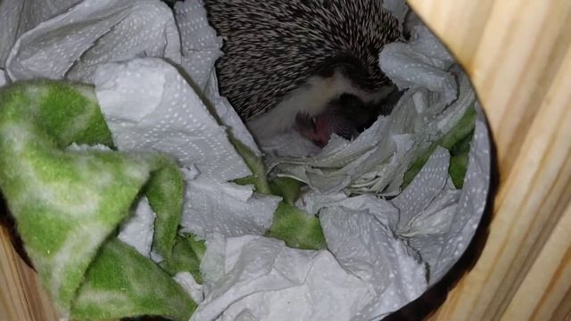 Новорожденные ежата. Newborn Hoglets