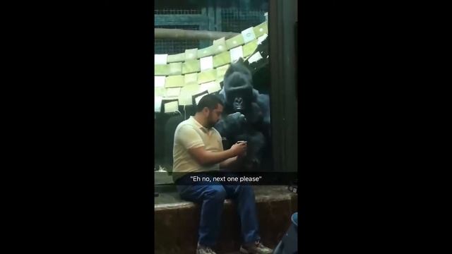 Gorilla and Dude with SOUND! смотреть онлайн