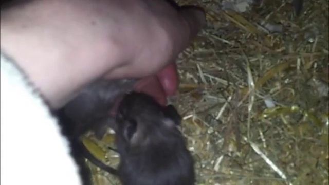 Tame Degu Pups смотреть онлайн