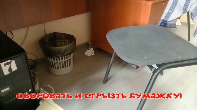 Шиншилла против сисадмина, часть 5: обман, воровство, прыжки и непоправимый ущерб! смотреть онлайн