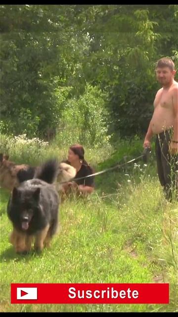 Немецкая овчарка - German Shepherd - Pastor alemán: наши питомцы смотреть онлайн
