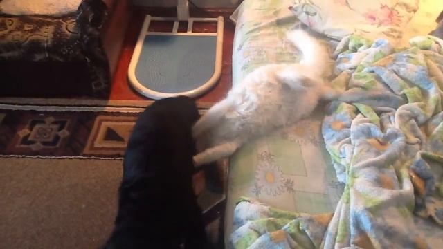 Беляш и Кайра. смотреть онлайн