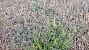 Чернокорень лекарственный — гроза крысиного царства