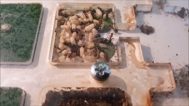 Myrmecophiles in a Formica sanguinea colony смотреть онлайн