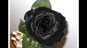 Слезы на цветах