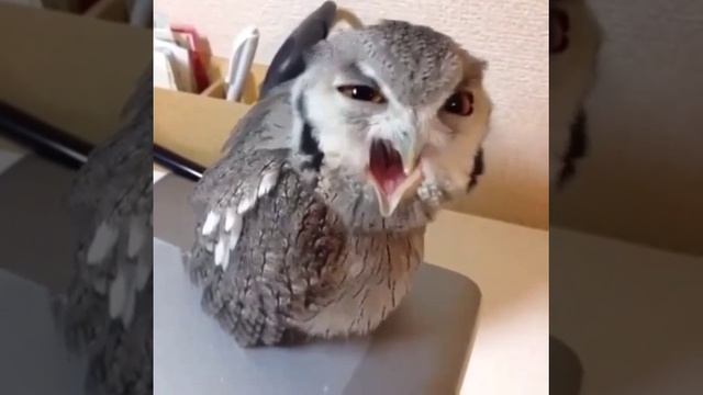 Филин эй эй ээй хахаха смотреть онлайн