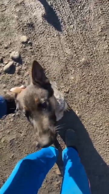 Отношение к раздражителям/ Немецкая овчарка Дейл 4 месяца смотреть онлайн