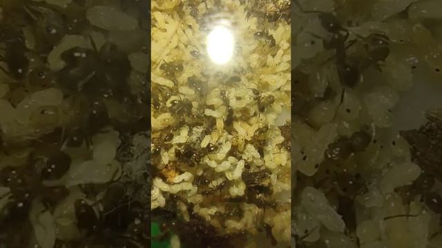 Argentine ants taking care of brood in their nest. смотреть онлайн