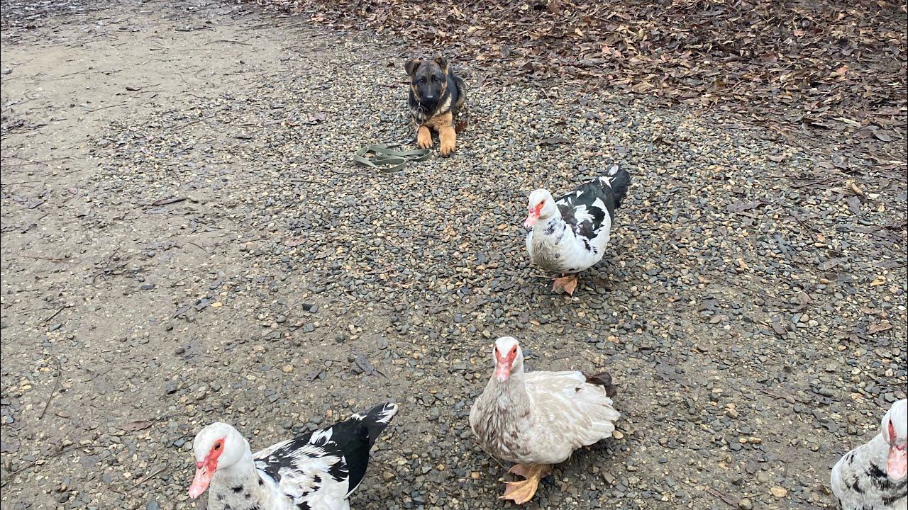 Железная выдержка у трёх месячной Немецкой овчарки с Бандитами утками и Котами смотреть онлайн