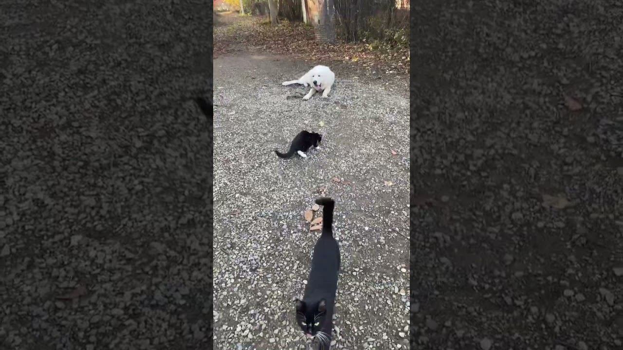 Польская Подгалянская овчарка/ Отработка команды лежать смотреть онлайн