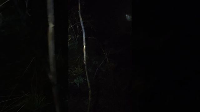 СИБИРСКАЯ ТАЙГА ® 🔥 БОБРЫ В ДЕРЕВНЕ ЧАСТЬ 1🔥#природа #река #рыбалка #охота #лайки смотреть онлайн