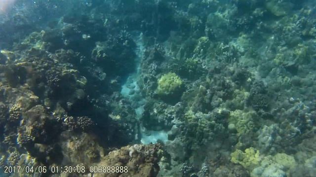 Maui Snorkeling 2017 Avery Turtle Reef 8 смотреть онлайн