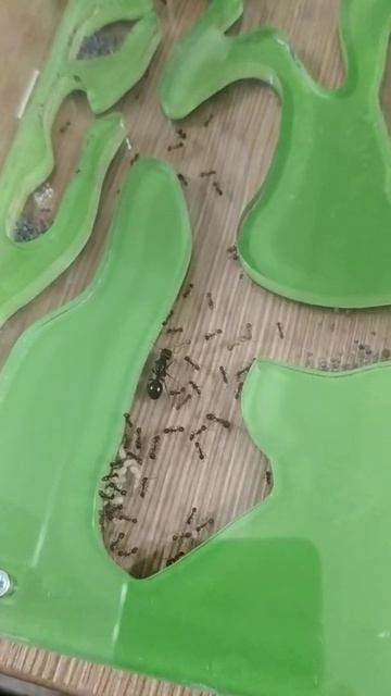 Муравьиная ферма. Messor structor. смотреть онлайн