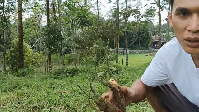 Bukan Wahong Dan Juga Bukan Loa || Bahan Okulasi Sancang Terbaru #javabonsai